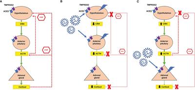 Management of Patients With Glucocorticoid-Related Diseases and COVID-19